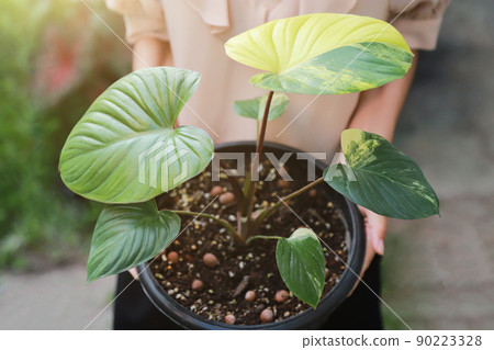 girl hand holding Homolomena Rebescens Variegated pot growing in plant farm from local business  90223328