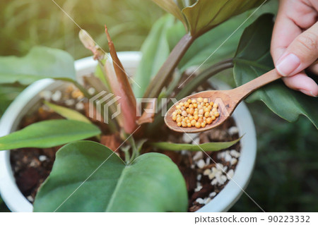 hand giving fertilizer to young plant in growing on pot of organic farm 90223332
