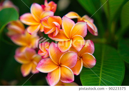 雞蛋花 90223375