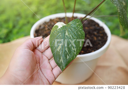 homalomena rubescens variegated with hand holding in farm for take care pjant 90223428