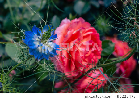 Nigella and rose flowers blooming in the spring flowerbed 90223473