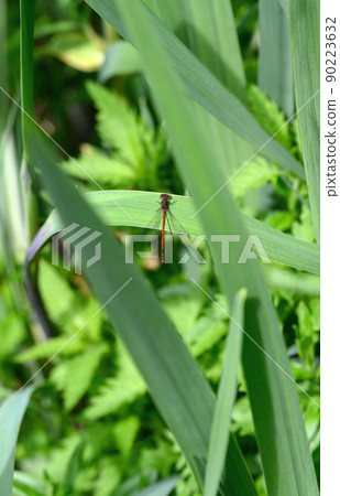 A male large red damselfly (Pyrrhosoma nymphula) sitting on a reed. Like dragonflies, damselflies are of the order Odonata. Damselflies are of the sub-order Zygoptera. Damselfly seen in Kent, UK. A male large red damselfly (Pyrrhosoma nymphula) sitting on a reed. Like dragonflies, damselflies are of the order Odonata. Damselflies are of the sub-order Zygoptera. Damselfly seen in Kent, UK. 90223632