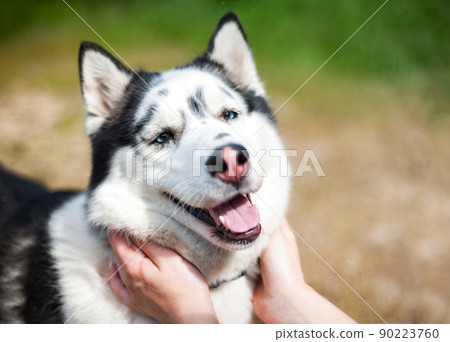 Black and white Siberian husky, walking in the summer field 90223760