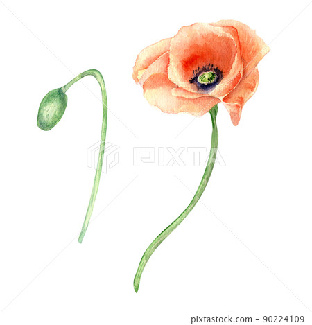Meadow poppy watercolor illustration on white background Meadow poppy watercolor illustration on white background 90224109