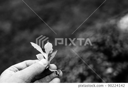 Caucasian had holding pulled weed with root attached Caucasian had holding pulled weed with root attached 90224142