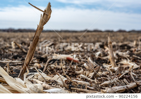 Corn field after harvest with strewn stover over disced soil. 90224156