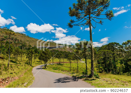 Road and araucaria trees to Bride's Veil waterfall in Brazil Road and araucaria trees to Bride's Veil waterfall in Brazil 90224637