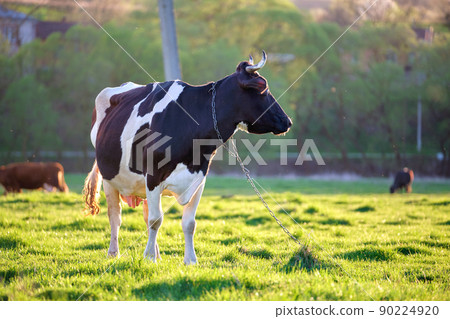 Milk cow grazing on green farm pasture on summer day. Feeding of cattle on farmland grassland 90224920