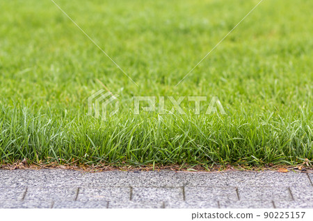 Green fresh grass growing along asphalt gray path, texture for background. Green bright sunny lawn, garden or backyard pattern and texture background. Green fresh grass growing along asphalt gray path, texture for background. Green bright sunny lawn, garden or backyard pattern and texture background. 90225157