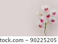 white and pink orchid flowers, large and beautiful flowers, blooming orchids on a white background, house plants, care for flowers, watering plants, banner template space for text 90225205