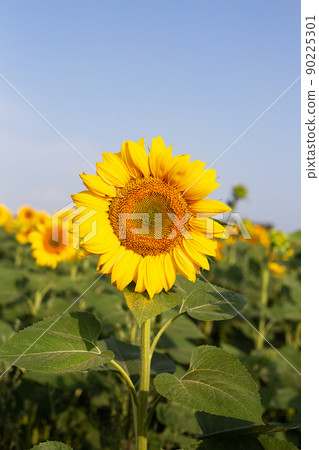 A beautiful field of blooming golden sunflowers against a blue sky, one sunflower in the center. Harvest preparation, sunflower oil production. 90225301