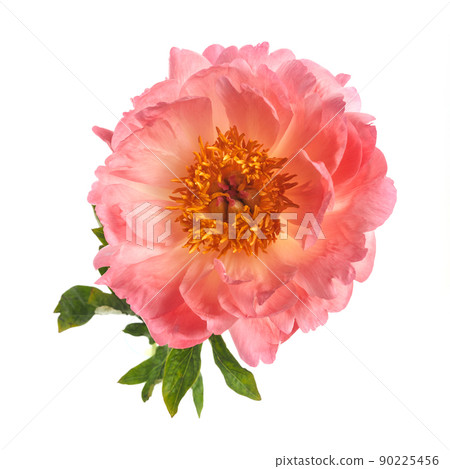 Beautiful pink peony flowers isolated on white background Beautiful pink peony flowers isolated on white background 90225456