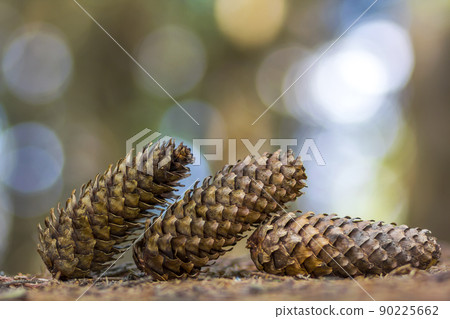 Close-up of pine tree cones with colorful blurred background. New Year and Christmas concept. Close-up of pine tree cones with colorful blurred background. New Year and Christmas concept. 90225662