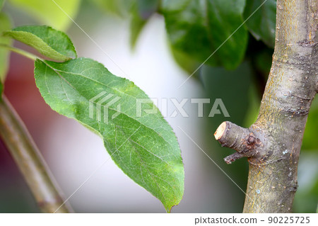 Close-up of green fruit tree leaves in summer Close-up of green fruit tree leaves in summer 90225725