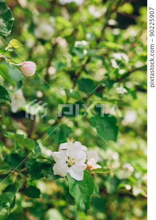 Blooming apple tree branches in spring garden. Close up for white apple flower buds on a branch. Springtime concept, floral vertical background 90225907