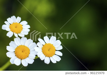 Close up little white daisy flowers Close up little white daisy flowers 90225970