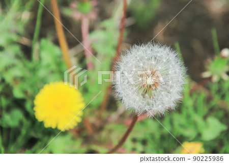 蒲公英和絨毛 90225986