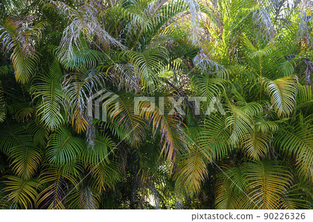 Beautiful green palm tree foliage in tropical forest. Summer rainforest background Beautiful green palm tree foliage in tropical forest. Summer rainforest background 90226326