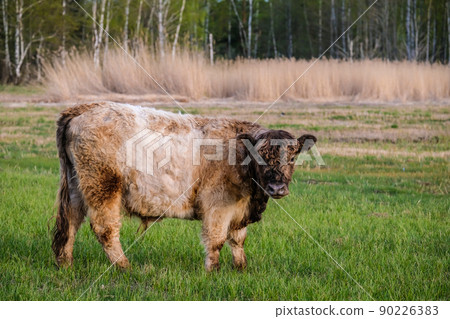 Wild feral cows graze in the meadow in summer. Defocused Wild feral cows graze in the meadow in summer. Defocused 90226383