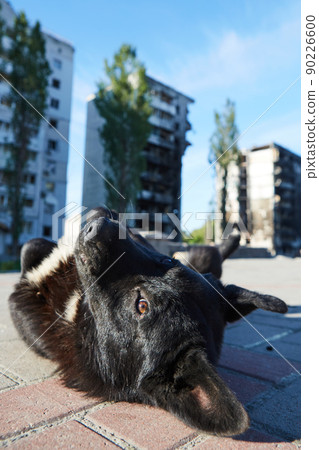 Borodyanka, Ukraine - 28 May, 2022: Dog in front of civilian buildings burnt 90226600