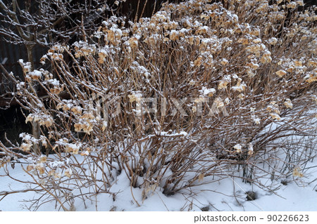 Snow-covered plants (Narai-juku, Shiojiri City, Nagano Prefecture) 90226623