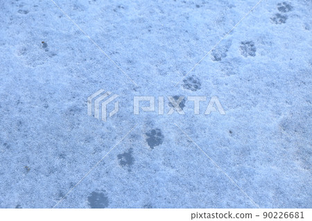 雪湖表面的動物腳印 雪湖表面的動物腳印 90226681