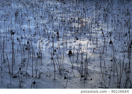 Evening landscape of decaying lotus in a pond frozen in winter 90226684
