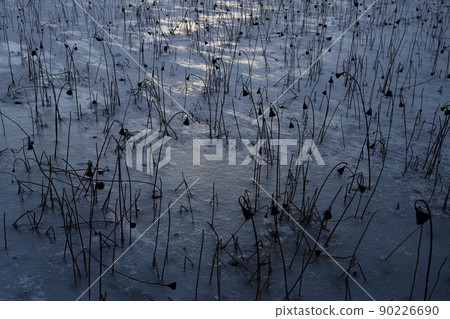 Midwinter lotus pond, a winter tradition 90226690