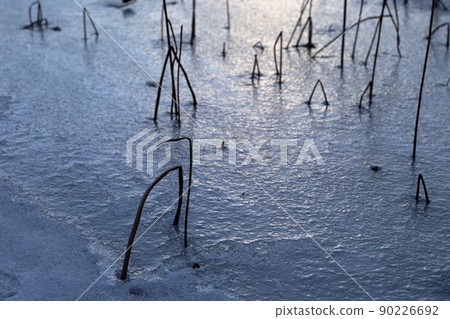 冬天結冰的池塘中腐爛的蓮花夜景 90226692