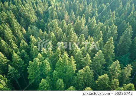 Aerial view of green pine forest with dark spruce trees. Nothern woodland scenery from above 90226742