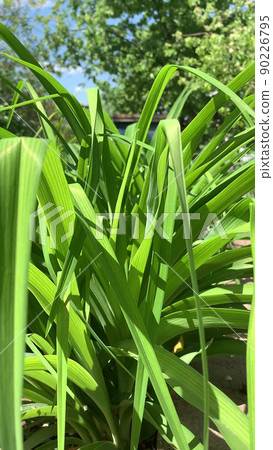 vertical photo of green tulip leaves vertical photo of green tulip leaves 90226795