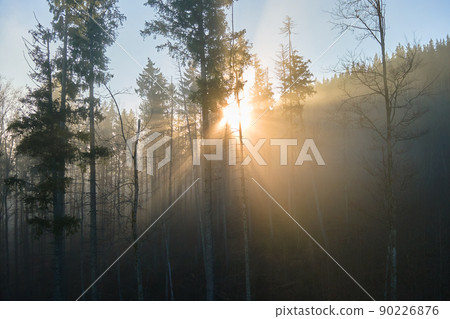 Aerial view of amazing scenery with light beams shining through foggy dark forest with pine trees at autumn sunrise. Beautiful wild woodland at dawn 90226876