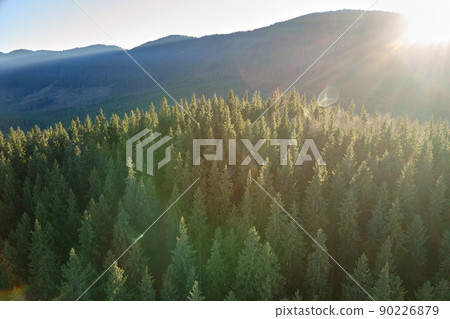 Aerial view of amazing scenery with light beams shining through foggy dark forest with pine trees at autumn sunrise. Beautiful wild woodland at dawn 90226879