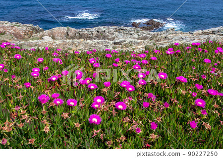 Ice plant or carpobrotus edulis covered with bright pink flowers Ice plant or carpobrotus edulis covered with bright pink flowers 90227250