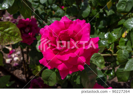 Bright magenta rose flower with curly petals Bright magenta rose flower with curly petals 90227264