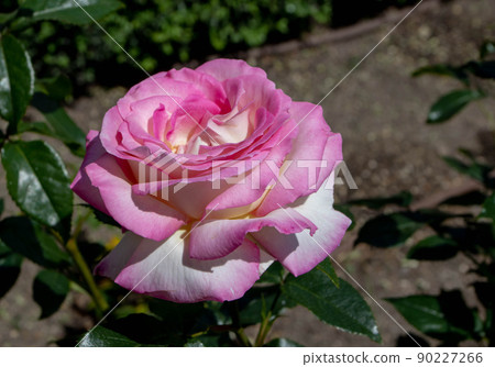 Rose white with pink edging flower Rose white with pink edging flower 90227266