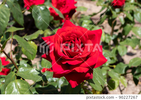 Red hybrid tea rose flower Red hybrid tea rose flower 90227267
