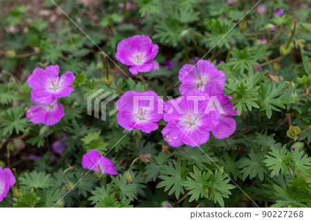 Pink geranium or cranesbill flowers closeup Pink geranium or cranesbill flowers closeup 90227268