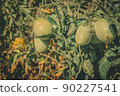 Green tomatoes on the branches of a bush in the garden. Growing a harvest of natural organic vegetables. Selective focus 90227541