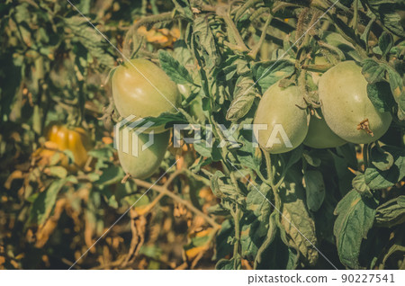 Green tomatoes on the branches of a bush in the garden. Growing a harvest of natural organic vegetables. Selective focus Green tomatoes on the branches of a bush in the garden. Growing a harvest of natural organic vegetables. Selective focus 90227541