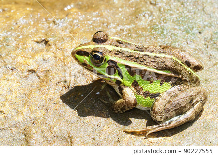 Tokyo dalo frog 90227555