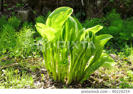 Hosta sieboldiana 的嫩葉開放 = 可食用的野生植物,福島縣只見町 Hosta sieboldiana 的嫩葉開放 = 可食用的野生植物,福島縣只見町 90228254