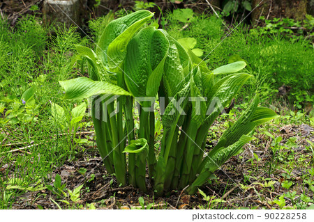 Hosta sieboldiana 的嫩葉開放 = 可食用的野生植物，福島縣只見町 90228258