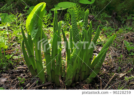 Young leaves of Hosta sieboldiana open = edible wild plants, Tadami Town, Fukushima Prefecture Young leaves of Hosta sieboldiana open = edible wild plants, Tadami Town, Fukushima Prefecture 90228259