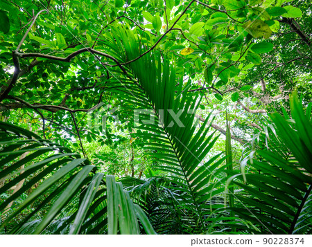石垣島的叢林 石垣島的叢林 90228374