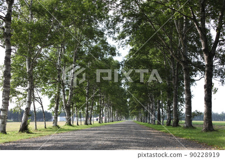 白樺並木_駒場_十勝 90228919