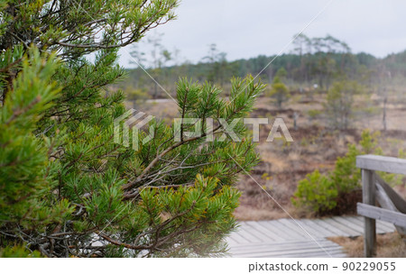 A wooden path in the Soomaa National Park in Estonia among the forest and marshland on a clear day A wooden path in the Soomaa National Park in Estonia among the forest and marshland on a clear day 90229055