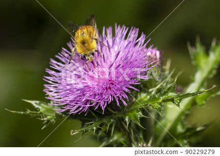 Futagata Harabuto Hoverfly 90229279