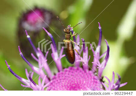 白尾甲蟲 白尾甲蟲 90229447