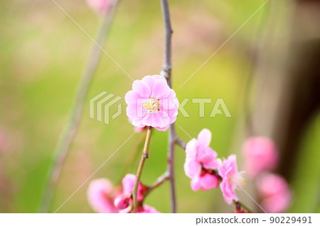 粉紅梅花哭梅 90229491
